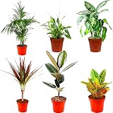 All Occasions Indoor Plants Mix of 6 in 12cm Pots Real Houseplants view 1