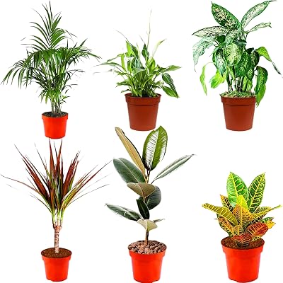All Occasions Indoor Plants Mix of 6 in 12cm Pots Real Houseplants