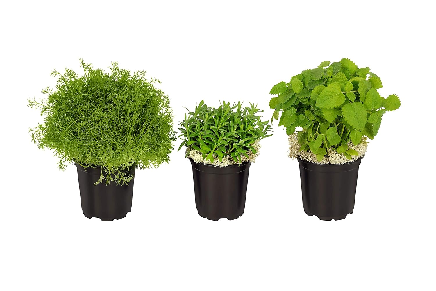 Best Herb Garden Box Lavender