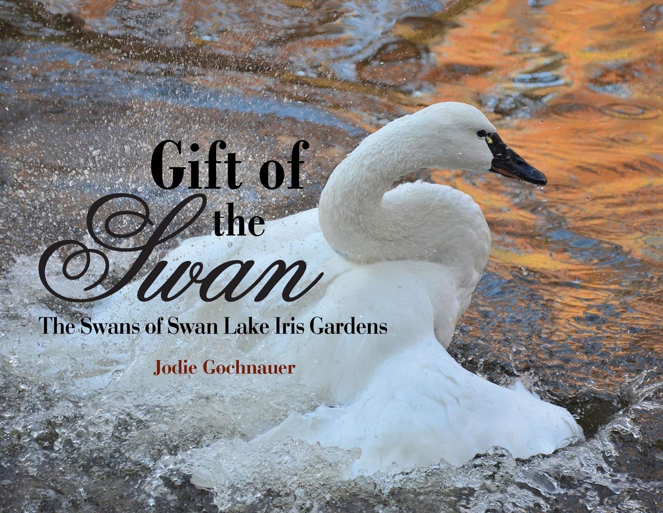 Amazon Com Gift Of The Swan The Swans Of Swan Lake Iris Gardens Gochnauer Jodie Books Amazon Com Gift Of The Swan The Swans Of Swan Lake Iris Gardens Gochnauer Jodie Books