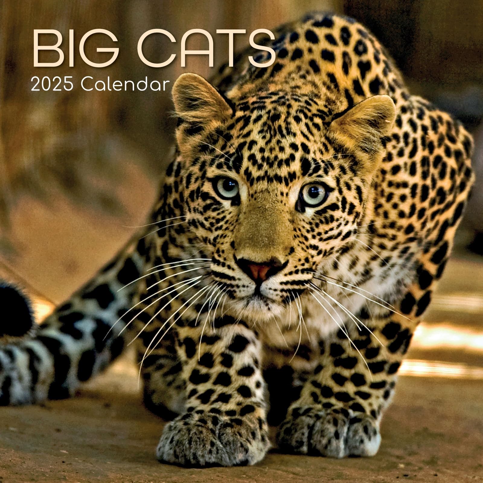2025 Square Wall Calendar, Big Cats, 16-Month Animals Theme with 180 Reminder Stickers (30 x 30 CM)