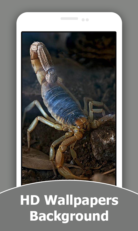 Scorpion HD Wallpapers And Background