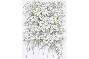50Pcs Babys Breath Dried Pressed Flowers for Crafts,Xinxinran White Dry Flowers Kit for Wedding Invitation Accessories,Bookmark,Jewelry Molds,Candle Making Supplies,Soap,Frame,Cakes