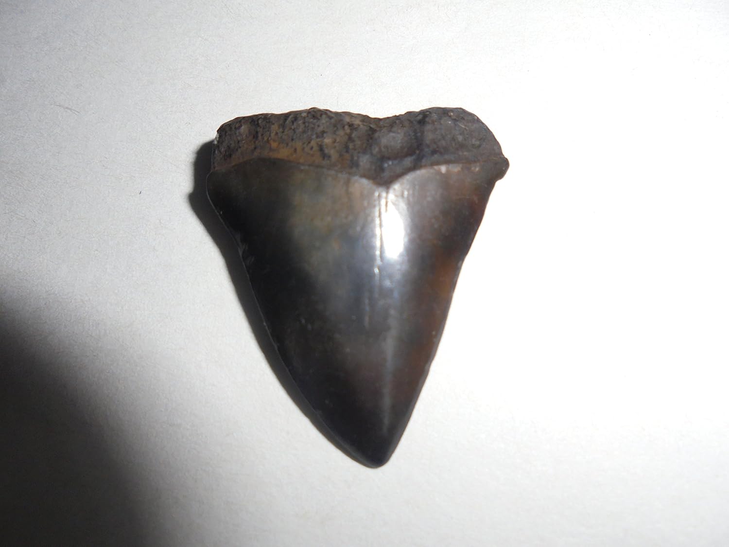 Mako Genuine Fossil Shark Tooth