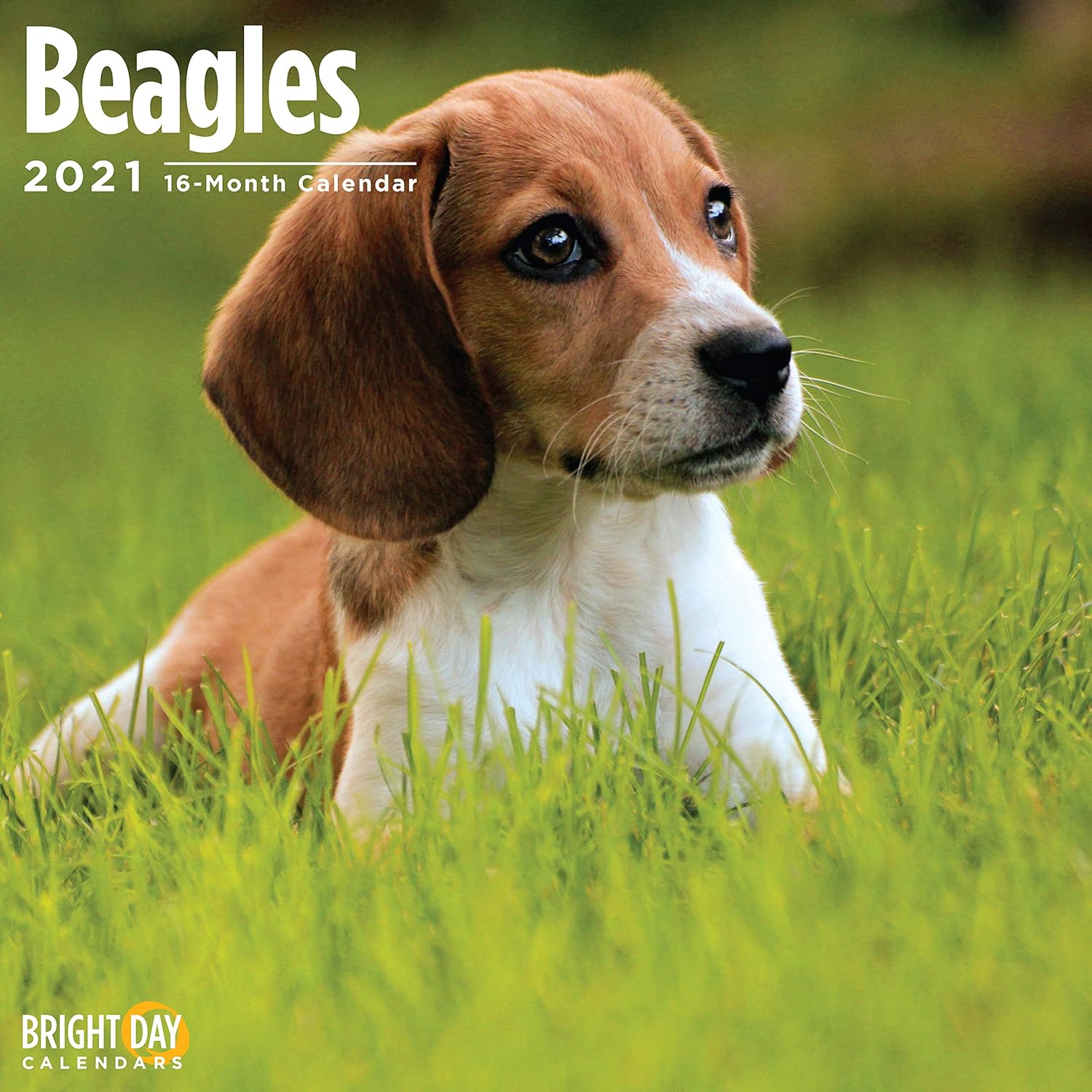 beagle x