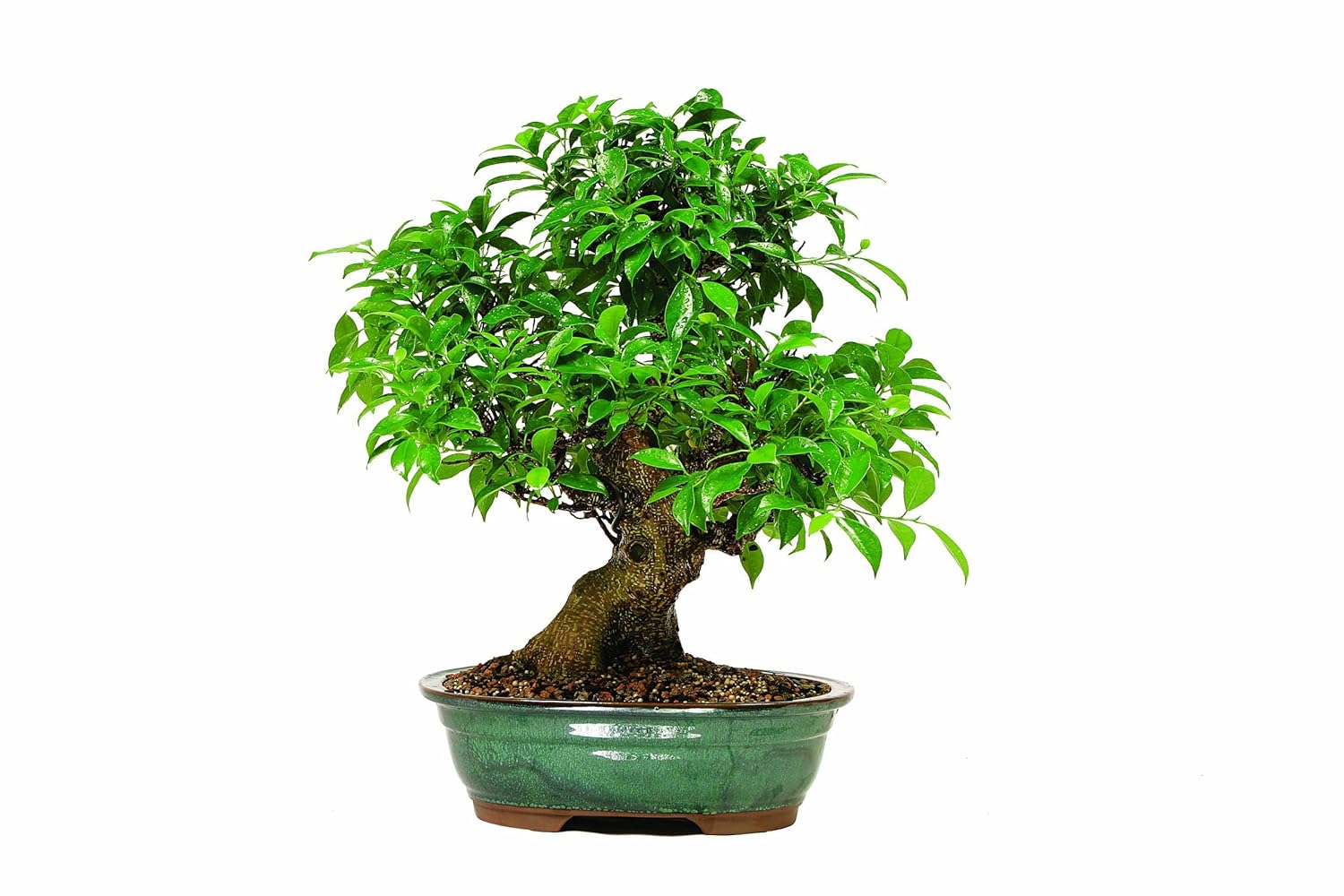 Ficus Bonsai Tree A Tropical Indoor Plant with Green Leaves