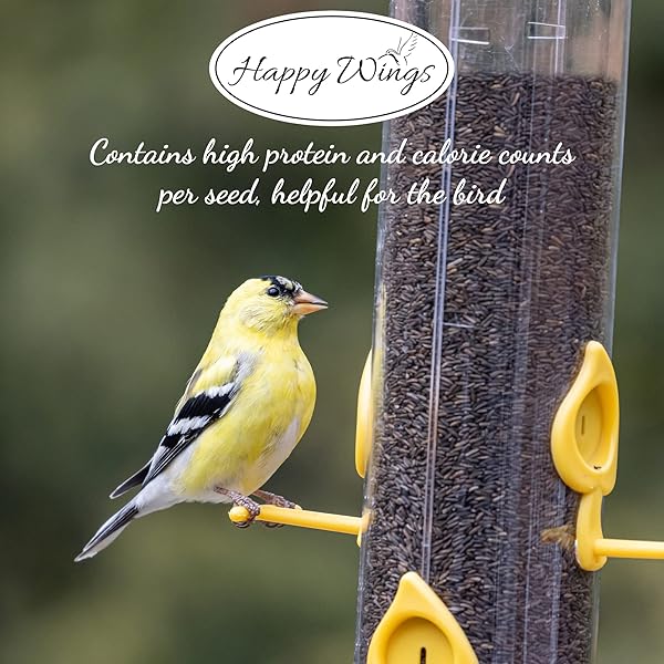 HAPPY WINGS NYJER/THISTLE SEEDS WILD BIRD FOOD – 5 POUNDS I NO GROW SEED I BIRD SEED FOR WILD BIRDS