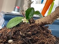 Review Image by Mind Healer Mind Healer