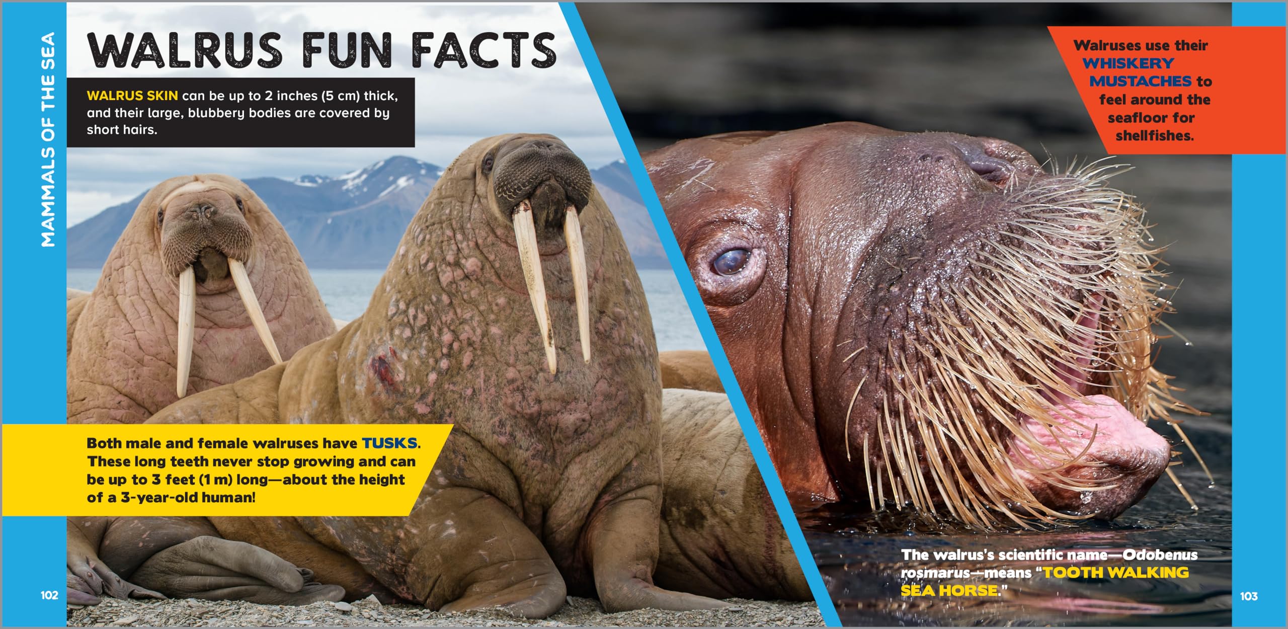 The Fascinating Ocean Book for Kids: 500 Incredible Facts! (Fascinating Facts)