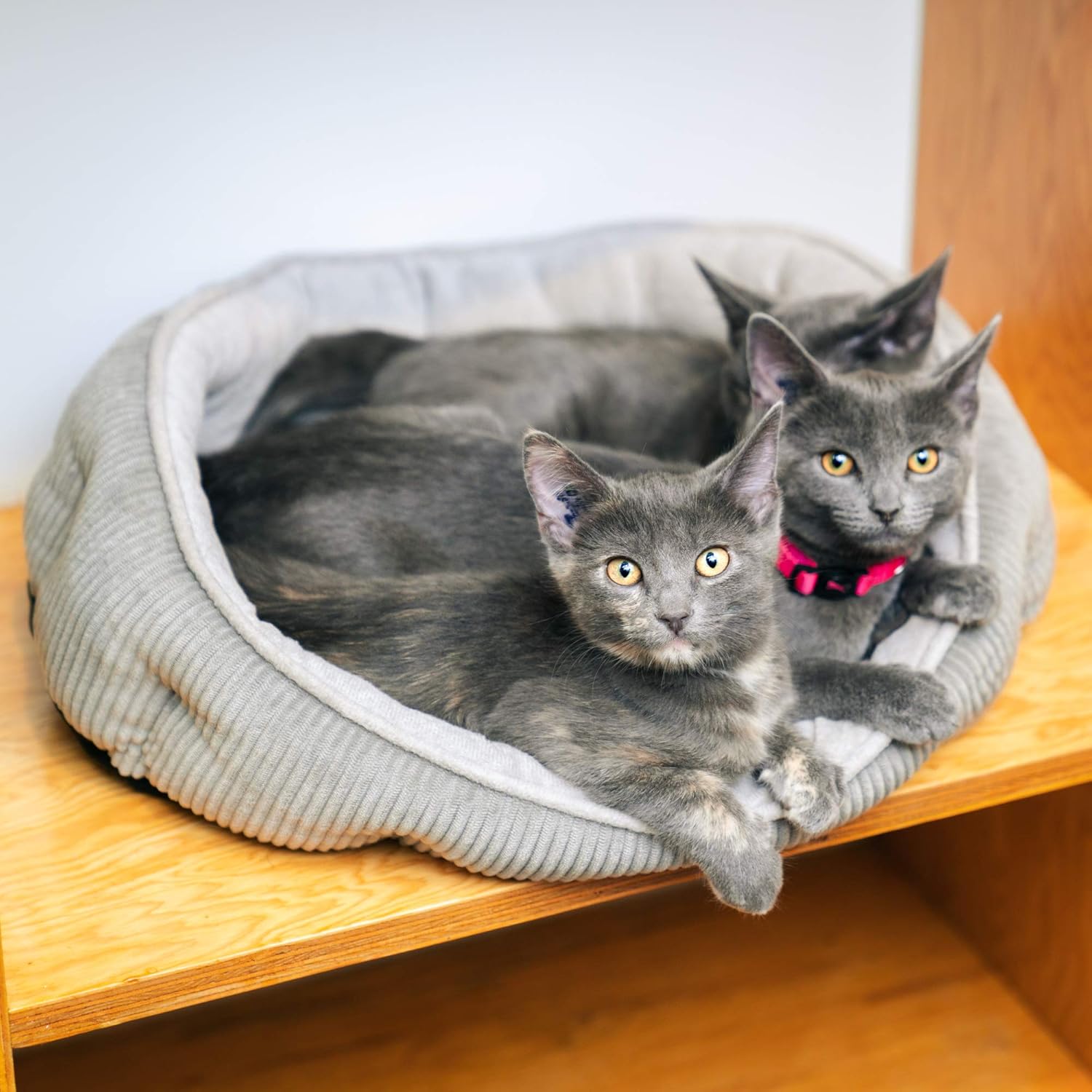 Pet Craft Supply Simple Sleeper Self Warming Cute Calming Cat Bed with Ultra Soft Luxury Plush Including Refillable Catnip Pouch - Perfect for Indoor Cats : Pet Supplies