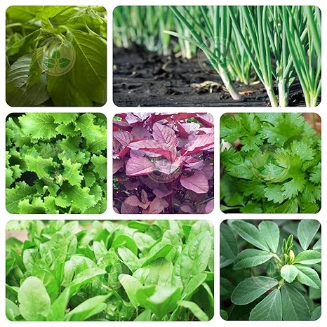 Only For Organic 7 Variety Of Leafy Vegetable Seeds With 7 Grow Bags