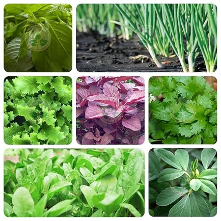Only For Organic 7 Variety Of Leafy Vegetable Seeds With 7 Grow Bags
