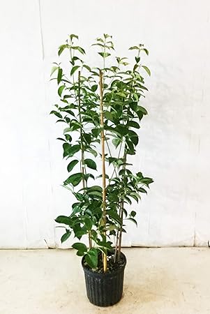 Amazon 常緑ヤマボウシ 月光 株立 高さ1 2 1 5m 鉢底から 植木
