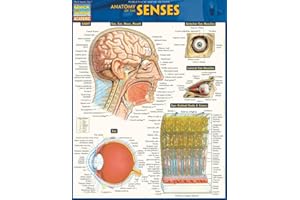 Anatomy of the Senses: Quickstudy Laminated Reference Guide