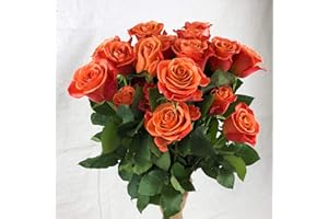 GREENCHOICEFLOWERS Fresh Cut 24 Orange Roses - Fresh from the Farm Orange Rose Bouquet– Hand-Selected Long-Lasting, Gift and Home Decor Perfect Fresh Flowers |20" Long Stems No Vase-2 Dozen | Flowers Gift