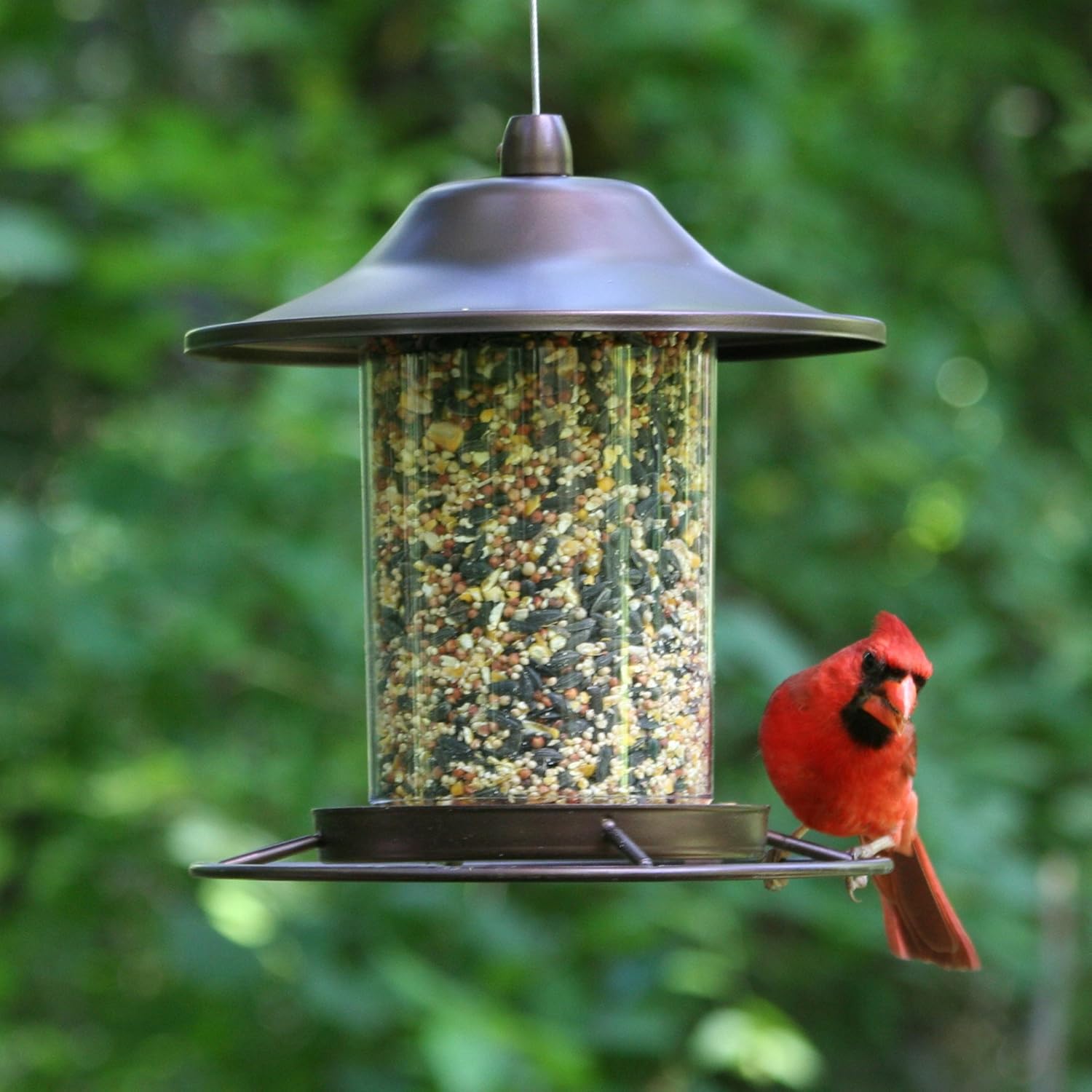 Perky-Pet 312 Panorama Bird Feeder, 2 lbs, Brown : Wild Bird Feeders : Garden & Outdoor