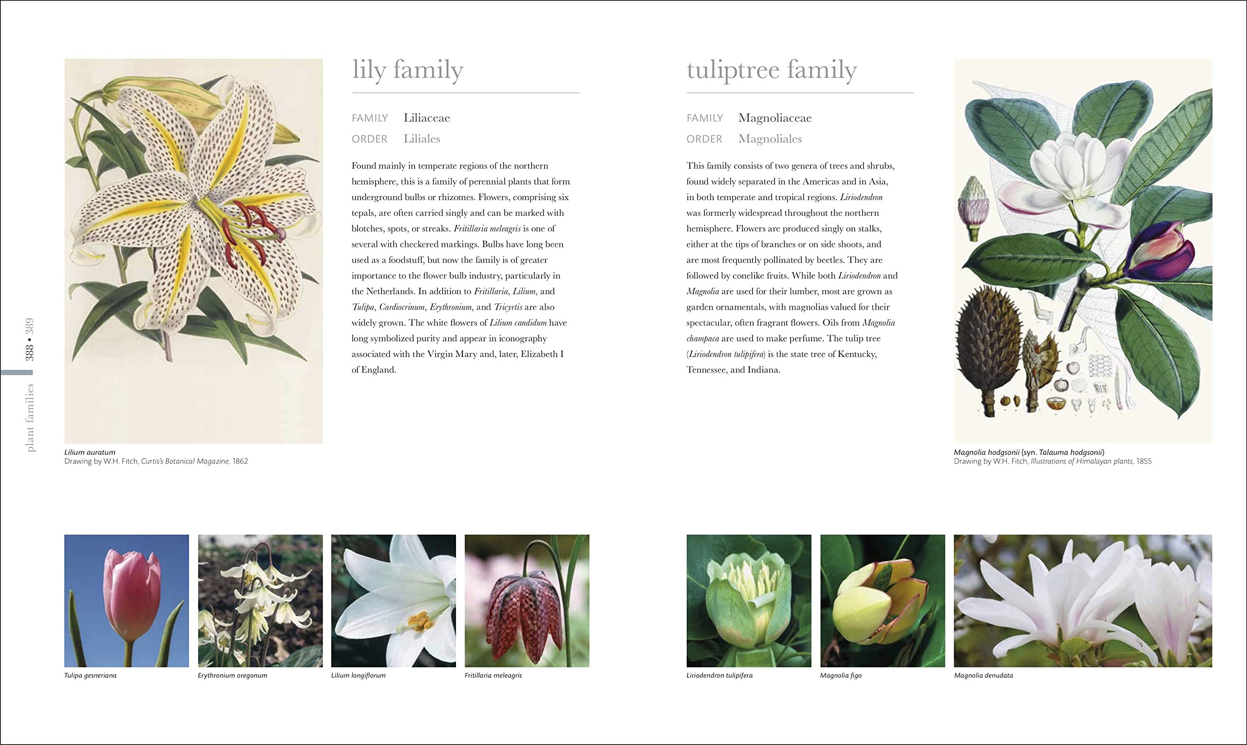 The Science of Plants: Inside Their Secret World (DK Secret World Encyclopedias)