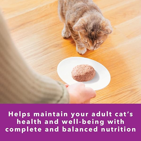 IAMS PERFECT PORTIONS SENSITIVE DIGESTION & SKIN WET CAT FOOD PATE, ADULT GRAIN FREE PATE, TURKEY RECIPES, (24) 2.6 OZ. TWIN-PACK TRAYS