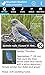 Audubon Bird Guide: North America