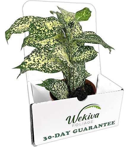 indoor wicker plant stands Medan Square Mahogany Planter – Wovenloft main image 1