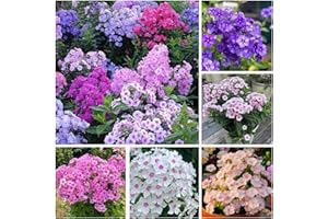 Creeping Phlox Seeds Mixed Colors (1000pcs) - Perennial Ground Cover Plants with Vibrant Rainbow Bloom, Non-GMO & Heirloom - 