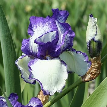 1 X Iris Germanica Loop The Loop Plante Vivace à Fleur