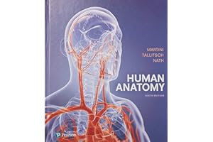 Human Anatomy
