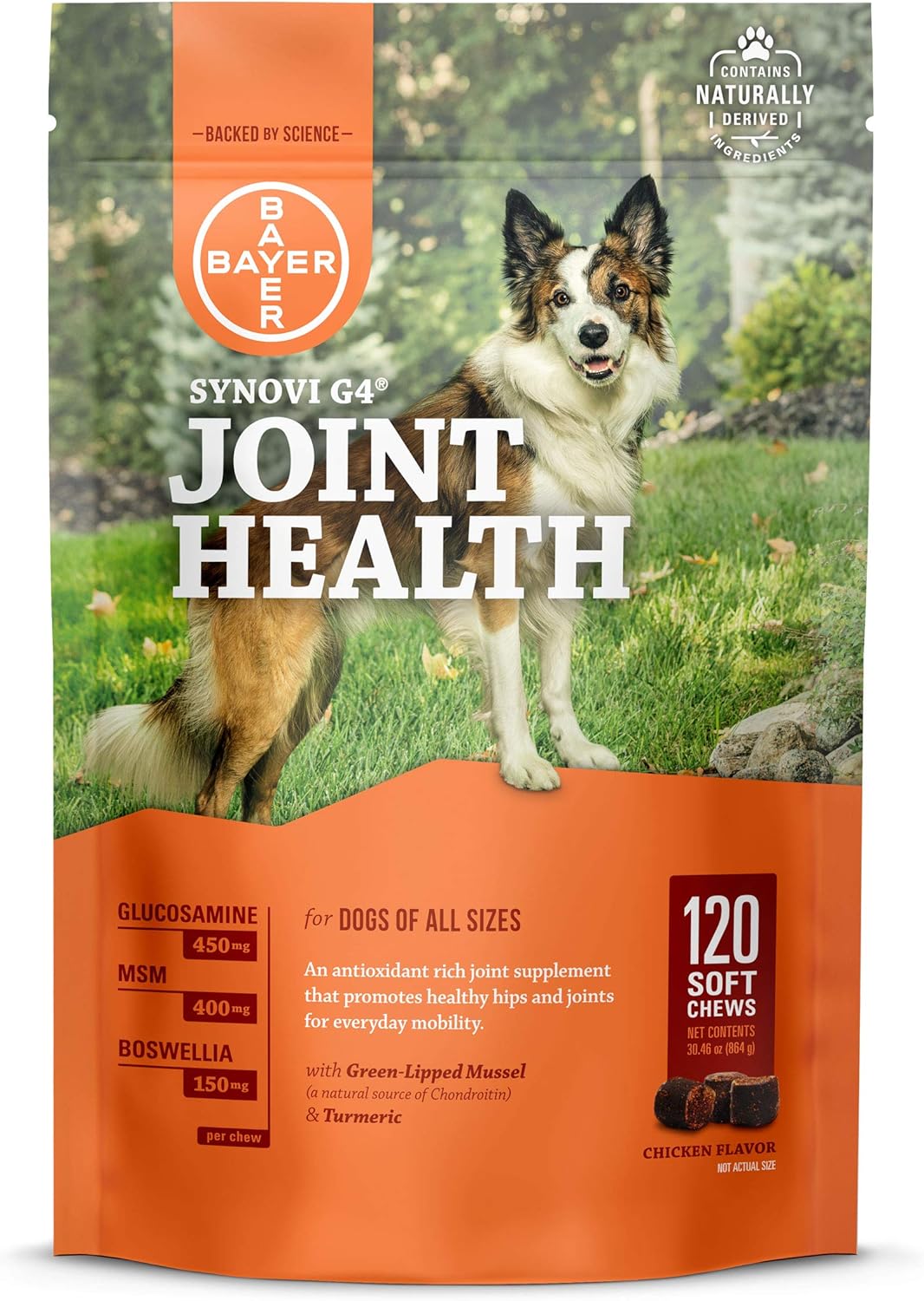 fox terrier and beagle mix