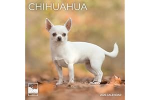2026 Wall Calendar 12 Month | 12" x 24" Open | Dog Photography Thick & Sturdy Paper for Organizing & Planning | Office Kitchen Decor or Gift | Pacific Waters Press (Chihuahua)