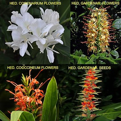 Portal Cool Hedychium Coronarium 5 Semil Hedychium Gardnerianum Ginger Lily H Coronarium H Coccineum Samen Semillas Amazon De Kuche Haushalt