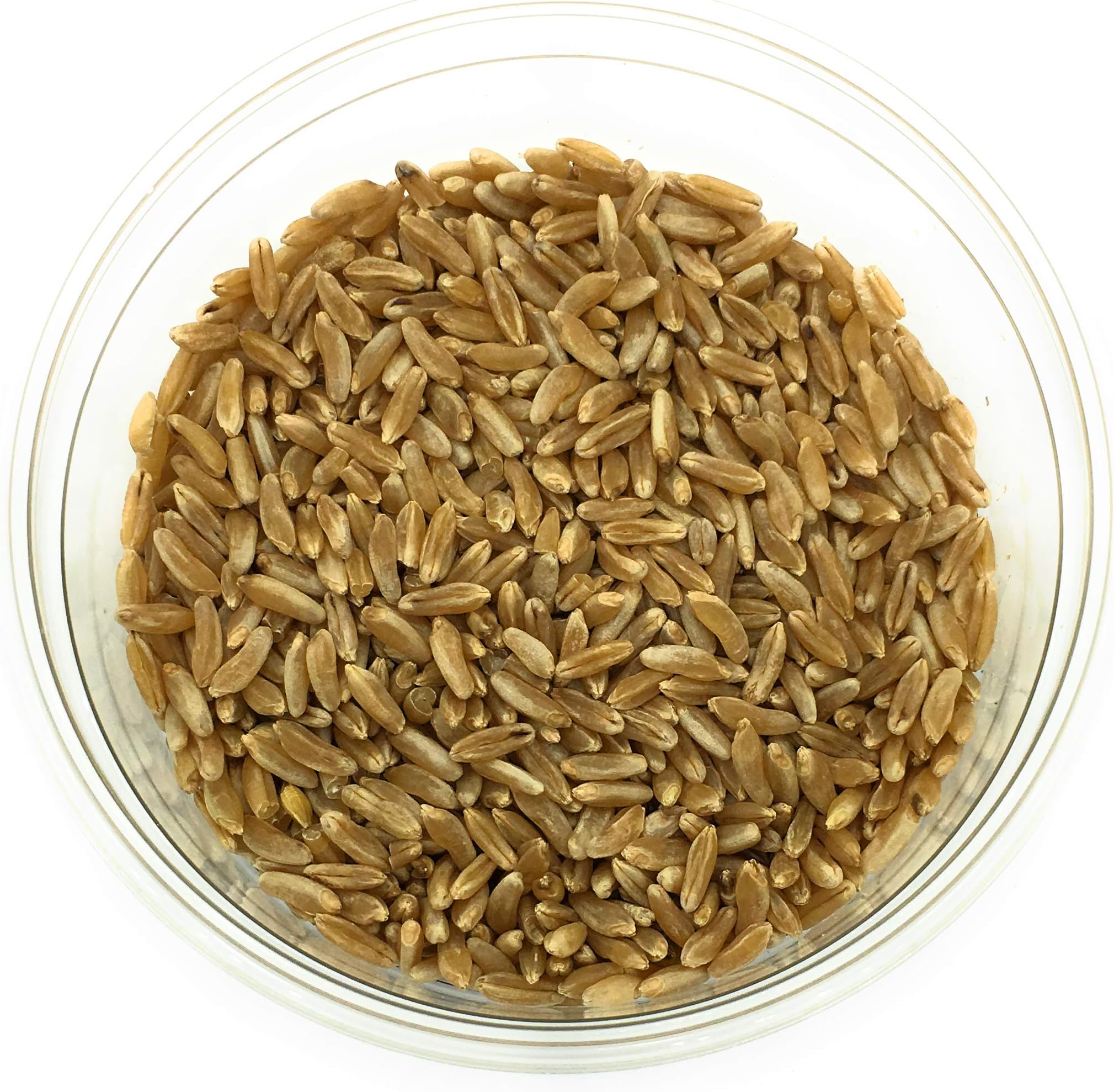 Farmers Direct Coop, Khorasan/Kamut Wheat Seeds Organic
