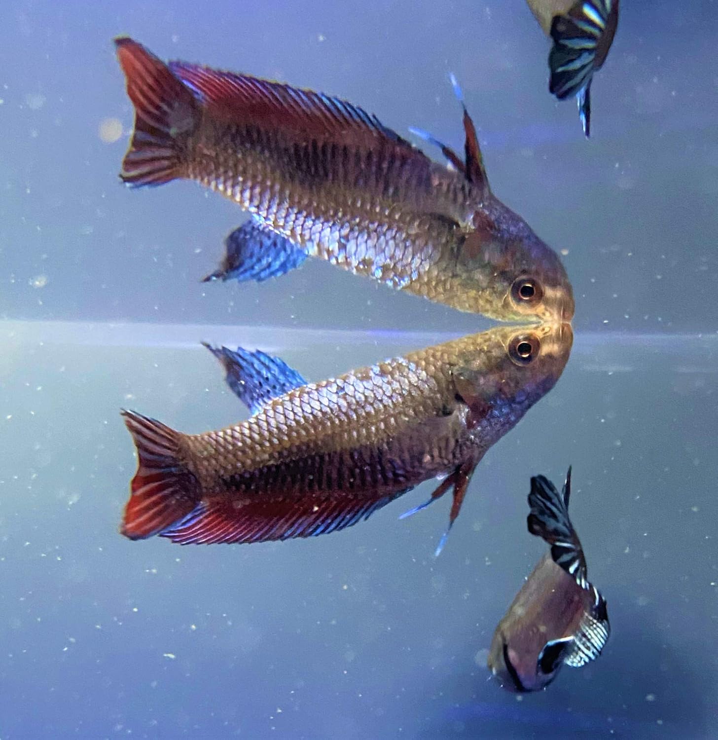 Amazon 熱帯魚 ベタ メス 東京倉庫出荷 アクアショップピラルク 観賞魚 水中生物 通販