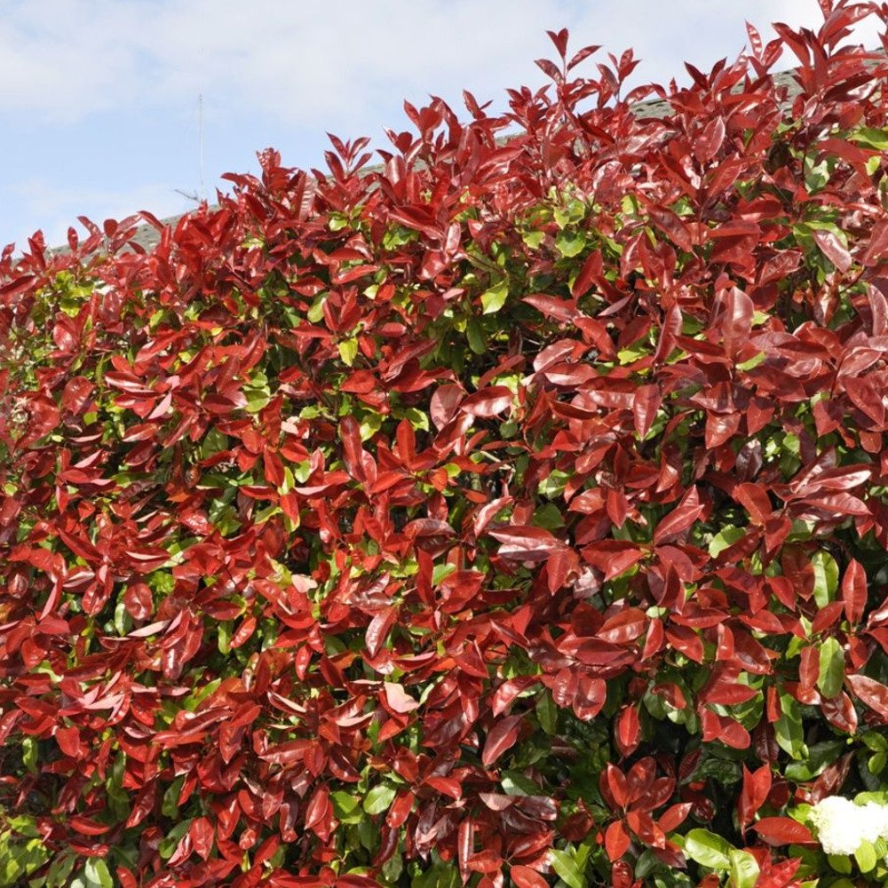 Red Robin Hedging Plants 2040cm Photinia Christmas Berry Evergreen