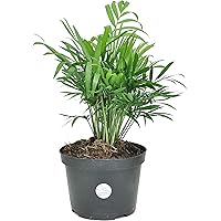 Costa Farms Neanthebella Palm Parlor Palm Live Indoor Plant 12-Inches Tall, Ships in Grower's Pot