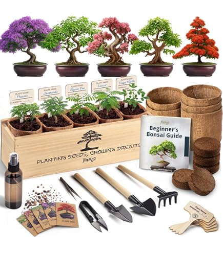 Amazon.com : 12 Bonsai Tree Seeds Kit - 300+ Seeds - Red Maple