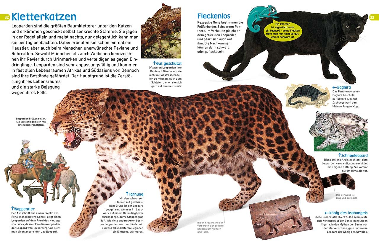 Memo Wissen Entdecken Katzen Puma Perser Stubentiger