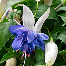 Amazon.com : CHUXAY GARDEN Blue White Fuchsia Lantern Flower Seed ...