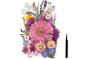 ZQmino A4 Large Dried Pressed Flowers for Resin Purple Pressed Flowers Real Dry Natural Flowers Leaves for Resin Mold Cake Candle Making Phone Cases Scrapbooking DIY Art Crafts (Puple)