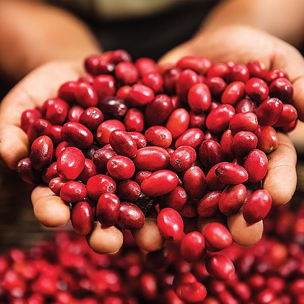 GREEN MOUNTAIN COFFEE ROASTERS WILD MOUNTAIN BLUEBERRY, GROUND COFFEE, FLAVORED LIGHT ROAST, BAGGED 12 OZ, 1 COUNT
