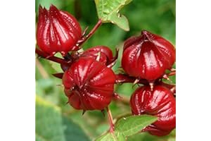 Palm Beach Medicinal Herbs - Red Roselle (Hibiscus sabdariffa) - Packet of 50 Seeds