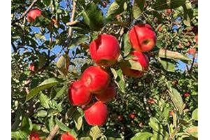 Seed Apple Ambrosia Apples Dwarf Your OWN Red Tree Pommier Fruit Edible Crunchy Very Firm Plant Farm Jam Jelly Compote Bonsai