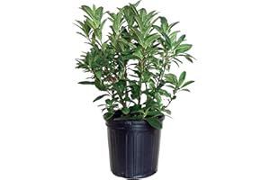 GREEN PROMISE FARMS Azalea 'Mandarin Lights' (Exbury hybrid) Shrub, orange flowers, #2 - Size Container