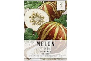 Seed Needs, Tigger Melon Seeds - 20 Heirloom Seeds for Planting Cucumis melo - Produces Small Tiger Striped Fruits, Delicious, Non-GMO & Untreated (1 Pack)