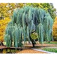 Weeping Willow Tree Cuttings to Plant - Fast Growing Trees - Beautiful Arching Canopy - Popular asBonsai (4 Weeping Willows)