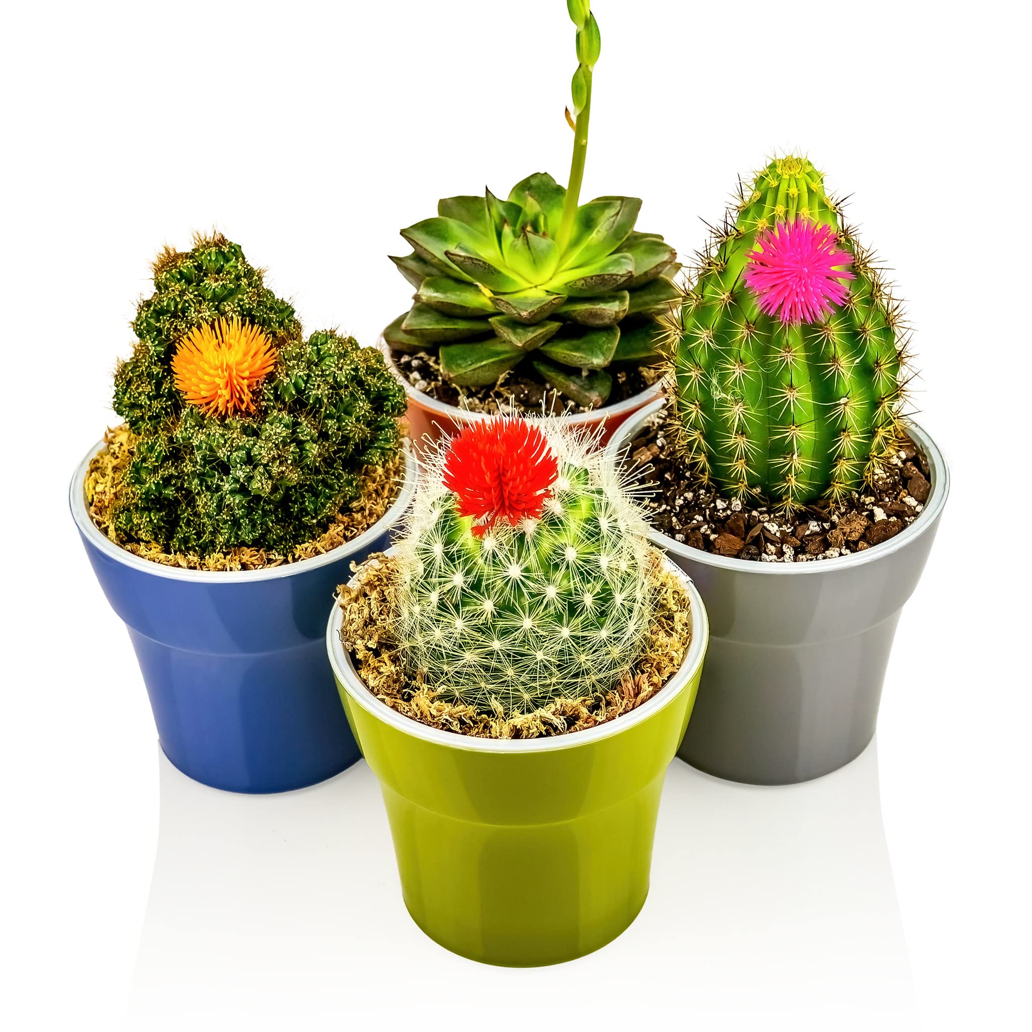 Gardenera Sphagnum Moss Potting Mix For Carnivorous Plants, Moss And