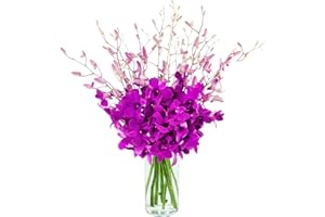 BLOOMS2DOOR KaBloom PRIME NEXT DAY DELIVERY - Fall Collection - The Ultimate Orchid Bouquet Of Exotic 20 Purple Orchids with Vase.Gift for Birthday,Thank You, Valentine, Mother’s Day Fresh Flowers