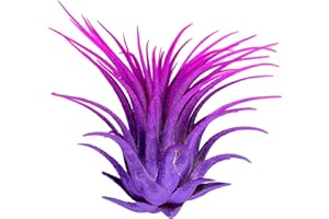 COLORED AIR PLANTS Rainbow Tillandsia Air Plant, Tillandsia Air Plant, Airplant, Air Purification, House Plant, Home Decor & Gift, Live Plant, Healthy Arrival Guarantee (Purple/Pink)
