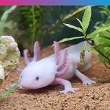 NT Labs Pro-f Axolotl Junior Pellet 60g - Sinking Amphibian Food view 4
