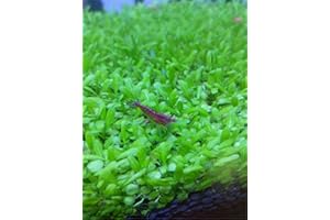 ZELLAJAKE Aquarium Grass Plants Seeds Small Bacopa Monnieri Seeds 10g Fish Tank Decorations Hydroponic Growing Plant Seeds(Small Leaf)