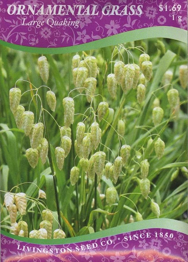 Ornamental Grass Large Quaking (Annual) Grass Plants